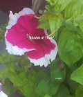 Shades of Truth