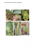 PLANT DISEASE MANAGEMENT GUIDELINES (eBook)