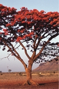 Under the Gulmohar Tree